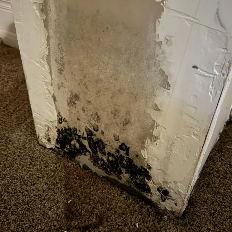 Professional Mold Removal in Fairlawn, VA